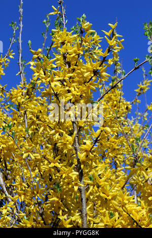A forsythia bush in full bloom with blue sky behind Stock Photo