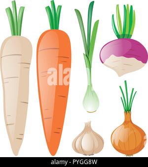 Carrots and other root vegetables illustration Stock Vector