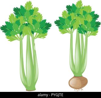 Celery plant on white background illustration Stock Vector