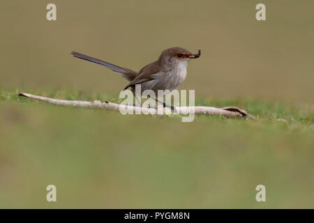 superb fairy wren female standing on stick on ground with grub in mouth north west tasmania australia Stock Photo