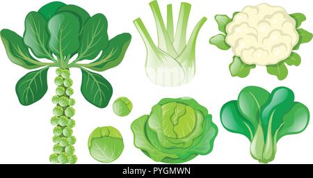 Different types of green vegetables illustration Stock Vector