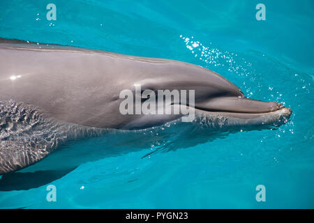 Bottlenose dolphin Tursiops truncatus swims along the shoreline of Key West, Florida in summer.
