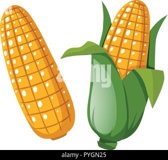 Fresh corn on the cobs illustration Stock Vector