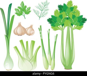 Differen types of vegetables illustration Stock Vector