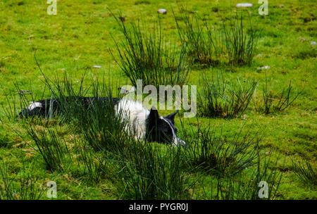 how are shepherd whistles made