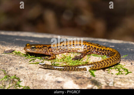 Long-tailed salamander - Eurycea longicauda Stock Photo