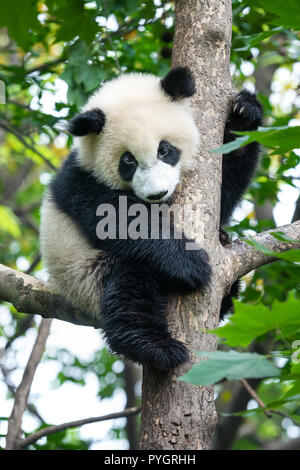 1,636 Cute Panda Bear Climbing Tree Royalty-Free Photos and Stock