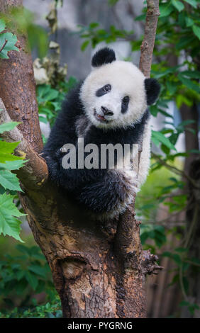 1,636 Cute Panda Bear Climbing Tree Royalty-Free Photos and Stock Images
