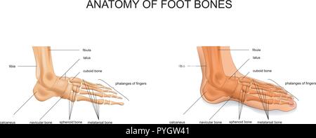 A medical vector illustration of the bones of a foot on a white