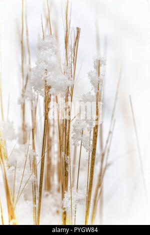 Detail of snowflakes on weed. Nature in winter, macrophotography. Stock Photo