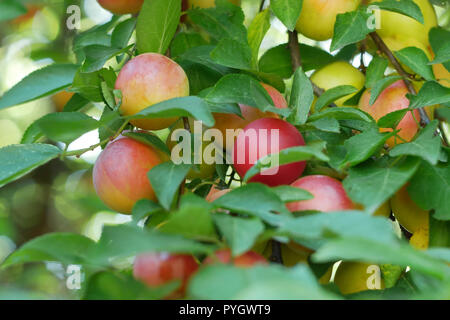 Ripening red fruits of cherry plum (Prunus cerasifera) among foliage on a branch, close-up