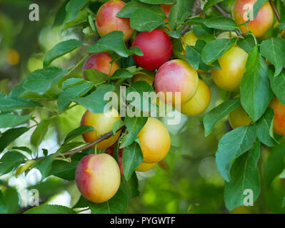 Ripe red fruits of cherry plum (Prunus cerasifera) in foliage on a branch, close-up Stock Photo
