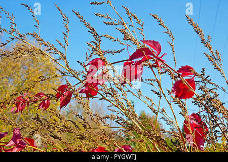 Bright red liana leaves on dried grass in lovely autumn cloudless day Stock Photo