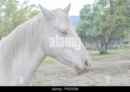 Equus ferus caballus. Lateral view of white horse (albino) with beautiful blue eyes (Heterochromia and horizontal pupil). Looking at the camera. Stock Photo
