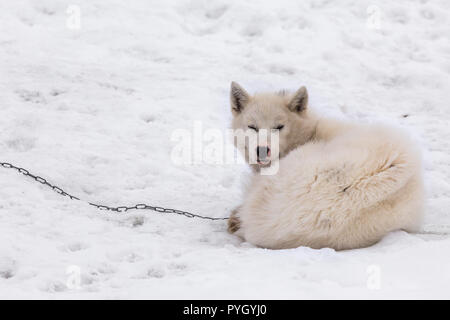 Greenlandic arctic sledding dog sleeping on the chain in snow, Sisimiut, Greenland Stock Photo