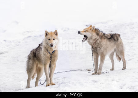 Two greenlandic Inuit sledding dogs standing on alert in the snow, Sisimiut, Greenland Stock Photo