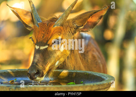 Closeup of young Nyala male, a species of antelope, drinks water in Tembe Elephant Park, South Africa. Game drive safari. Tragelaphus Angasii species. Front view. Stock Photo