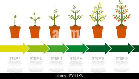 Vector infographic of plant growth stages. Tree with green leaf and red fruit. Illustration of planting vegetables on white background. Stock Vector