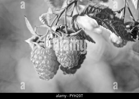 Raspberry ordinary (lat. Rúbus idáeus) - shrub; species of the genus Rubus of the family Pink (Rosaceae),berry Stock Photo