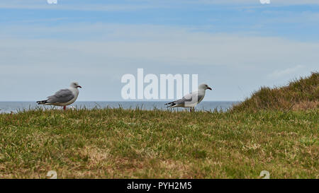White red billed gull with distinctive red beak and legs standing alert ...