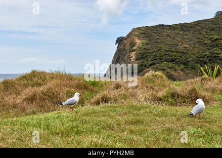 White red billed gull with distinctive red beak and legs standing alert ...