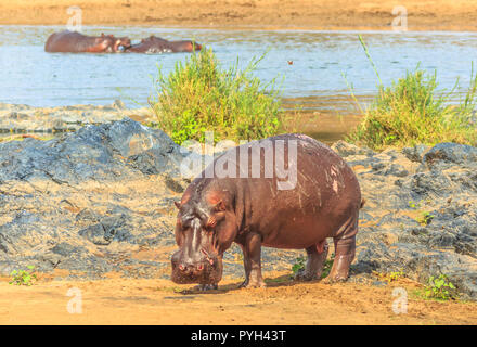 Side view of Cape hippopotamus or South African hippopotamus standing in natural habitat, Kruger National Park, South Africa. Stock Photo
