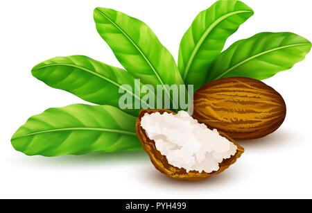Shea nuts with leaves in vector. Stock Vector