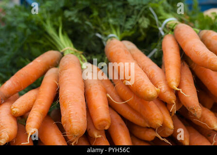 A Bunch of Fresh, Raw, Orange Carrots with Green Stock Photo