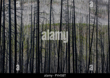 Aftermath, forest fire, Kootenay NP, British Columbia, Canada, by Bruce Montagne/Dembinsky Photo Assoc Stock Photo