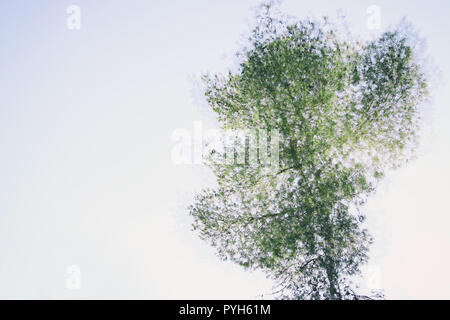 Double exposure and abstract image of tree at the forest over white background Stock Photo
