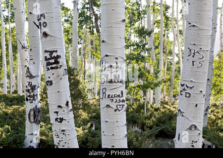 pando quaking aspen