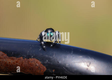 Bold Jumping Spider Stock Photo