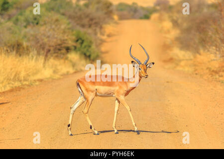 Male of impala, Aepyceros melampus, cross a gravel road in Pilanesberg National Park, dry season, South Africa. Side view. Copy space with blurred background. Stock Photo