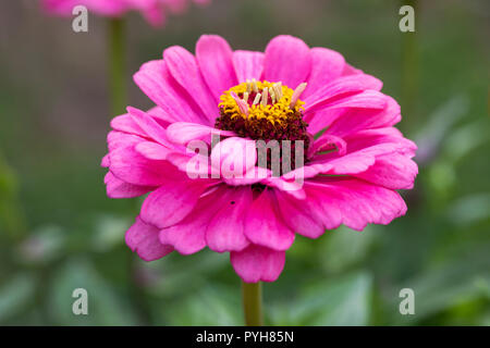 Close up of a pink Zinnia Elegans flowering in an English garden Stock Photo