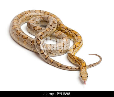 Amber Corn Snake, Pantherophis guttatus, in front of white background Stock Photo