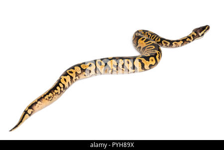 Female Pastel calico Python, Royal python or ball python, Python regius ...
