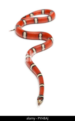 Milk Snake Or Milksnake Lampropeltis Triangulum Nelsoni Stock