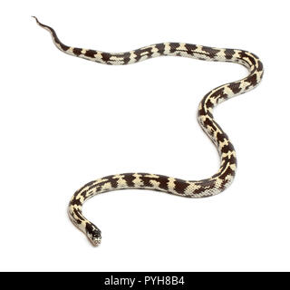 Eastern kingsnake or common kingsnake, Lampropeltis getula californiae, in front of white background Stock Photo