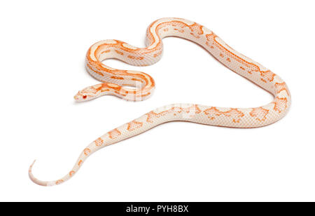 Candy cane Corn Snake or Red Rat Snake, Pantherophis guttatus, in front of white background Stock Photo