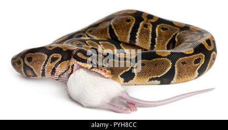 Python Royal python eating a mouse, ball python, Python regius, in front of white background Stock Photo
