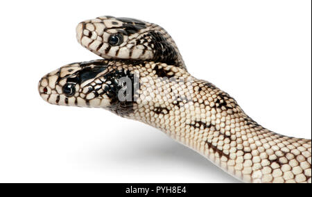 two headed eastern kingsnake - Lampropeltis getula californiae, white background Stock Photo