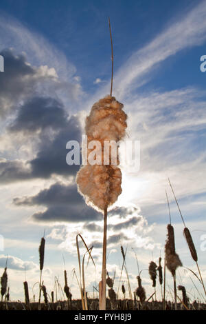 Ripe spike of Common Bulrush, full of fluffy achenes, against a sunny sky with linear white clouds Stock Photo