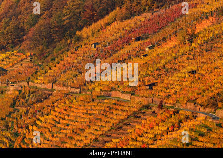 Vineyards above river Main near Klingenberg am Main, Miltenberg District, Lower Franconia, Bavaria, Germany Stock Photo