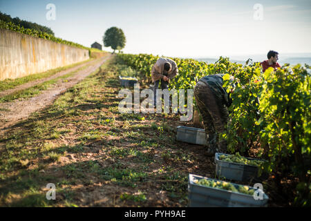 Harvest in the vineyards near of the Beaune, Burgundy, France, Europe. Stock Photo