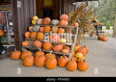 Pumpkins and gourds on display for sale at a local farm market, Sweet Creek, for the Halloween and Thanksgiving holiday decoration or decorating. Stock Photo