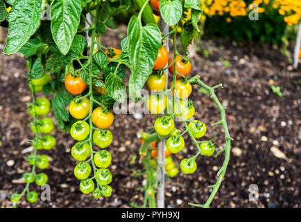 Lovely small cherry tomato plant with ripe and tasty tomatoes on it.Ripe organic cherry tomatoes in garden house ready to harvest growth. Stock Photo