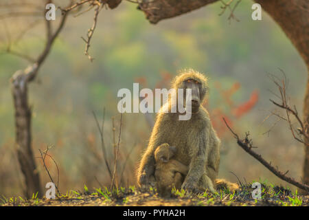 Chacma Baboon mum with baby, species Papio ursinus, sitting on the tree in nature forest. Cape baby baboon hugs mom. Game drive safari in Hluhluwe-iMfolozi Reserve, South Africa. Copy space. Stock Photo