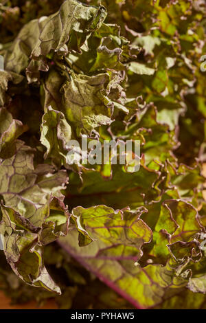 a bunch of raw, red leaf kale, a popular green vegetable. Stock Photo
