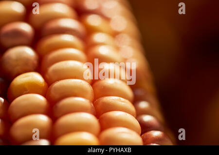 Closeup of an ear of yellow indian corn, a symbol of fall in the USA Stock Photo