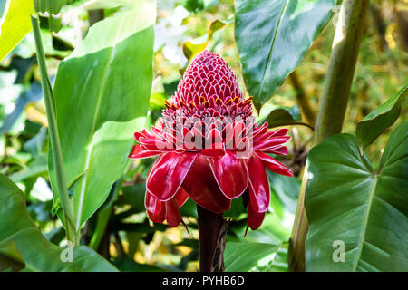 Red Torch Ginger blossom (etlingera elatior) in Hilo, Hawaii. Green Gold Dust Day Gecko (phelsuma llaticauda) is on nearby leaf. Stock Photo